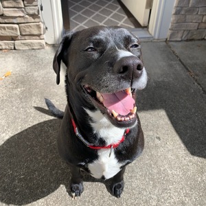 Team Page: Tuxedo's Team